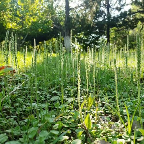 semi di piantaggine plantano, giardino erbe piante decorative piante verdi pianta da balcone di erbe aromatiche vasi per piante piante da giardino semi di piante piante in vaso 10pcs