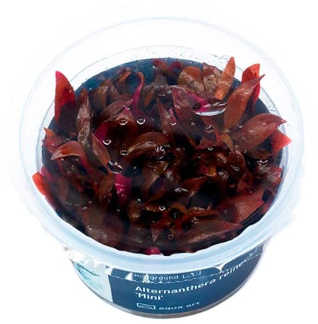 Aquaart In-Vitro Mini-Papageienblatt/Alternanthera reineckii 'Mini', Rot