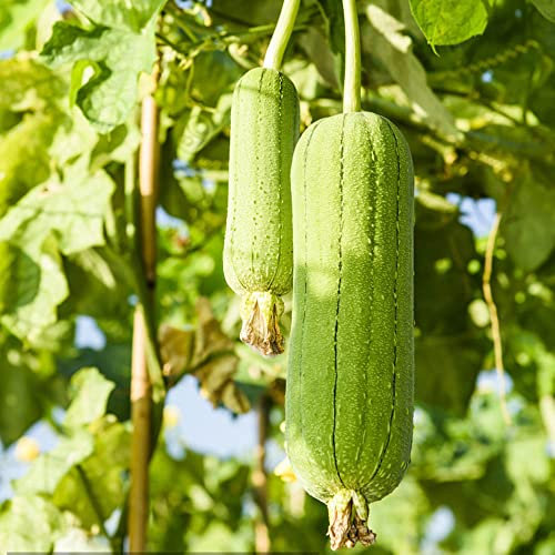 Luffa Samen Luffa Gurke Samen Saatgut GemüSe Hochbeet Melonen Pflanze WintergemüSe Samen Balkon GemüSe Pflanzen Garten GäRtner Geschenke Bio Saatgut Pflanzen Samen Bohnenkraut Samen 80stüCk