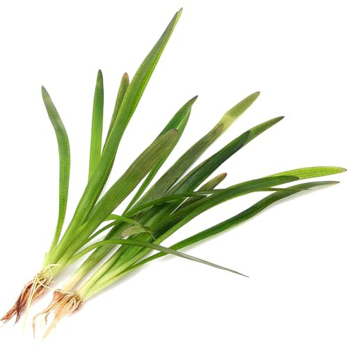 K2AQUA 3 X Sagittaria Subulata (Big 20cm+) Live Aquarium Plant Freshwater Tank Decoration Fast Growing Easy Care Grass Oxygenating Natural Root Feeder Plant Hardy Adaptable Planted Tank Aquascape