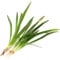K2AQUA 3 X Sagittaria Subulata (Big 20cm+) Live Aquarium Plant Freshwater Tank Decoration Fast Growing Easy Care Grass Oxygenating Natural Root Feeder Plant Hardy Adaptable Planted Tank Aquascape