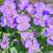 blaukissen samen winterhart mehrjährig pflanze,Aubrieta cultorum,Seltene Pflanzen serie,winterharte stauden bienenfreund balkon garten winterhart mehrjährig geschenk garten kübelpflanzen 350 Stück