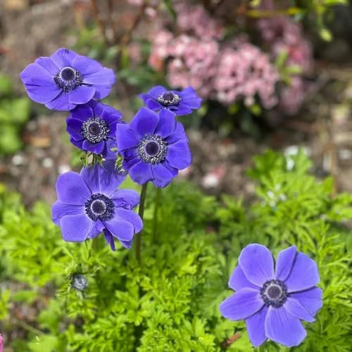200 pcs herbstanemone pflanze winterhart - samen Anemone cathayensis, anemonen exotische pflanzen, sommerblumen bodendecker winterhart, blumen samen gartenpflanzen winterhart blumen