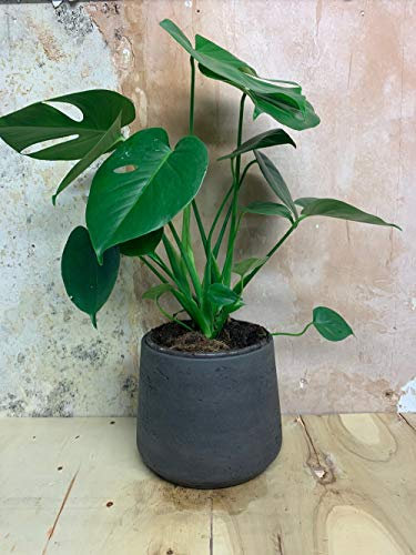 Monstera Deliciosa Cheese Plant in a 12cm Pot - Easy to Grow Indoor Plant