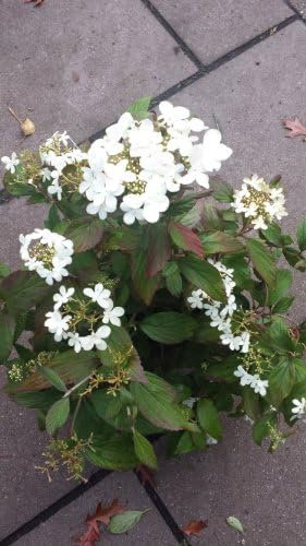 Japanischer Schneeball Viburnum plicatum Summer Snowflake im 3 Liter Pflanzcontainer