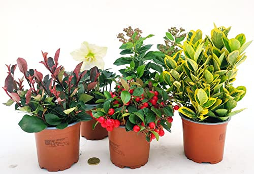 POWERS TO FLOWERS - MISTO PIANTE INVERNALI. PHOTINIA LITTLE RED ROBIN, GAULTHERIA, VIBURNUM, EUOMINUS, HELLEBORUS. 5 PIANTE, VASO 12CM DIAMETRO, piante vere