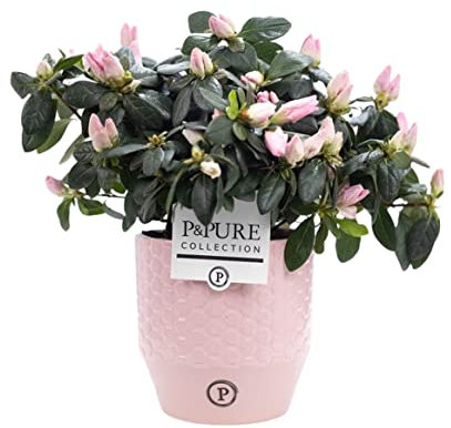 Pink Azalea Rhododendron With Pot - Live Indoor Houseplant for Office, Home, Bedroom, Kitchen & Living Room - Air Purifying Plant Decor
