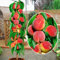 Melocotonero - Árboles frutales en columna - 80cm de altura - Ideal para balcones, terrazas, pequeños jardines -Apto para macetas y terreno abierto