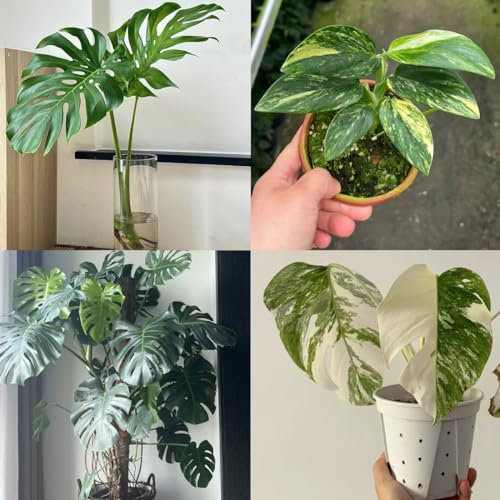 100 pcs Monstera Samen Balkonpflanzen, Alte Sorten Saatgut (Monstera deliciosa Liebm) Seltene Samen Echte Pflanzen Pflanzen Deko, Luftreinigende Zimmerpflanzen Zimmerpflanze, GrüNpflanzen