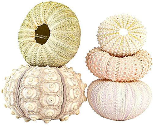 Pack of 5 Air Plant Holders, Decorative Sea Urchin Housing, Hanging Basket Flower Pot, Air Plant Pots, Natural Sea Urchin Shell Material, Indoor Outdoor Balconies Garden, White, M, rustic