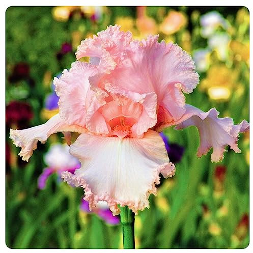 iris bulbos, bulbos de flor iris, bulbos de iris , iris germanica , iris hollandica, iris germanica bulbos ,Hermosas flores y plantas para el jardín de tu casa.