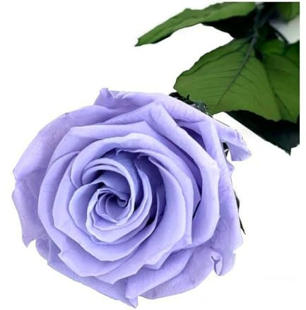 Rosa Eterna Color Lavanda 25 cm | Eterna | Duradera | Regalo | Decoración del hogar | Exclusiva | para sorprender | Recuerdo