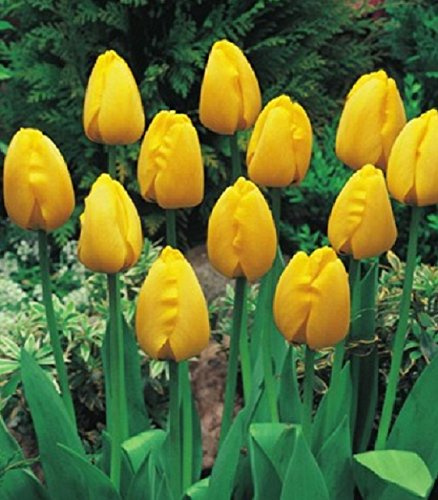 Tulpen Golden Apeldoorn Tulpenzwiebeln (50 Blumenzwiebeln)