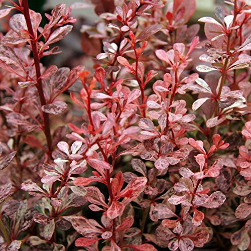 Berberis thunbergii 'Harlequin' Japanese Barberry Deciduous Shrub Plant in Pot (9cm Pot, 15-25cm)