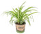 Bloomique - Chlorophytum 'Variegatum' - Plante araignée - Dépolluante - Sans danger - 20-30 cm de Haut - Pot 12 cm