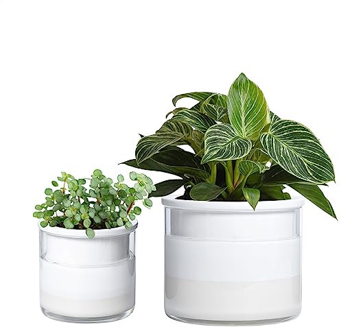 Phoenix Vine Pots de Fleurs de 15,2 cm et 10,2 cm à arrosage Automatique, Pots en Terre Cuite Blanche Design pour Plantes, Pots cylindriques d'intérieur en Terre Cuite avec Ensemble de vases en Verre