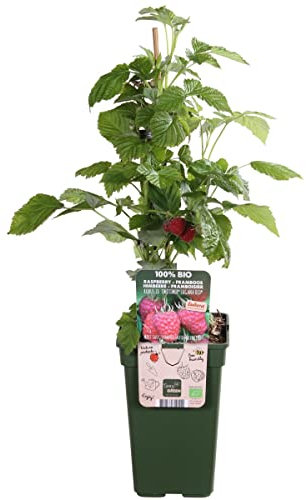 Frambuesa Planta Natural | Fruto del Bosque | DECOALIVE | Arbusto Frutal Natural