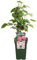Frambuesa Planta Natural | Fruto del Bosque | DECOALIVE | Arbusto Frutal Natural