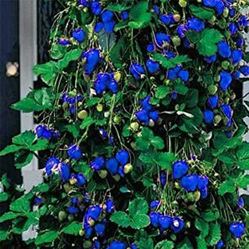 50 Pz Semi di Fragola Alta Germinazione Produttiva Fruttificazione Naturale Semi di Bacca Nutriente Forniture per Agriturismo Blu