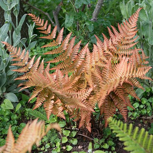 You Garden - Copper Shield Fern in 2L Pot