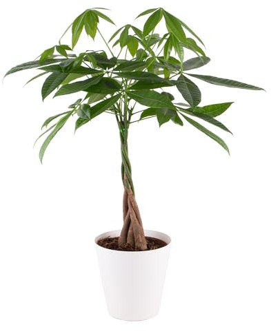 Glückskastanie, Pachira, echte Zimmerpflanze, Topfgröße 17 cm, Höhe circa 60 cm, Zimmerpflanzen für die Wohnung oder das Büro, pflegeleicht, Pflanzenversand