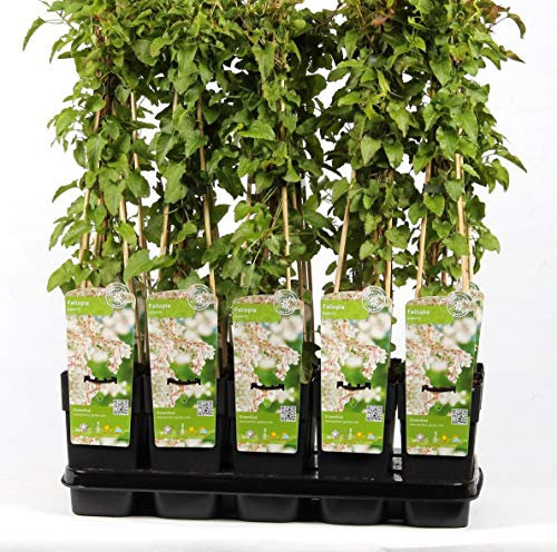 Schling-Knöterich 30-40 cm – 4 Stück Fallopia aubertii – Starkwüchsig, Reichblühend, Schnellwachsende Kletterpflanze für Garten, Sichtschutz & Pergola