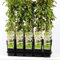 Schling-Knöterich 30-40 cm – 4 Stück Fallopia aubertii – Starkwüchsig, Reichblühend, Schnellwachsende Kletterpflanze für Garten, Sichtschutz & Pergola