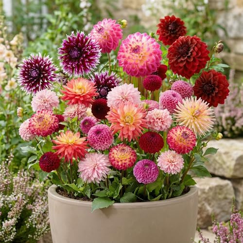 Dahlien Knollen Winterhart - 10 Zwiebeln - Budget Blumenzwiebeln Kollektion