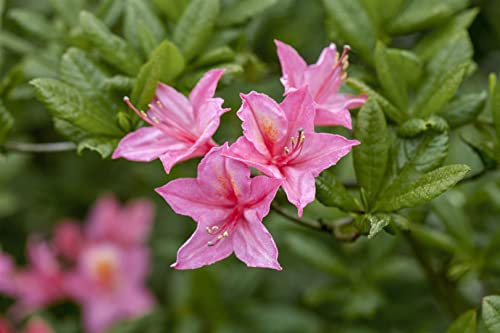 Rhododendron luteum 'Rosata' 40-50 cm - Gelber Rhododendron, rosa Blüten, Blütezeit Mai-Juni, ideal für Halbschatten, bienenfreundlich, winterhart