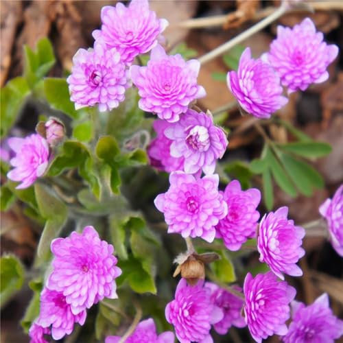 500 pcs leberblümchen pflanze samen bienenweide saatgut Hepatica nobilis, garten pflanzen blumendeko wildblumensamen wildblumenwiese saatgut mehrjährig gartensamen saat blumensaat