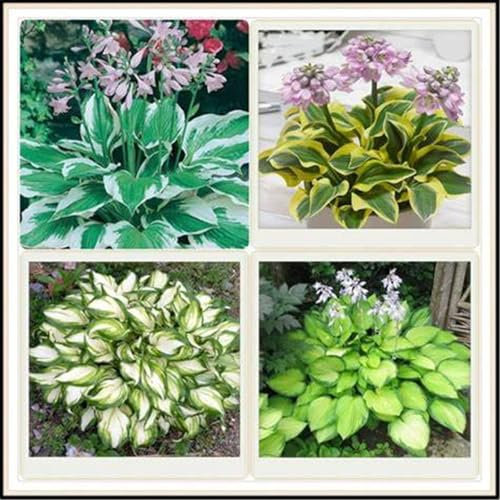 Hosta pflanze mix,Hostas funkien,Funkienzwiebeln, kältebeständige mehrjährige Pflanzen,Hosta mix pflanze winterhart-6zwiebeln-I
