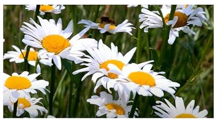 Stk - 30x Margerite Alaska - Schokoladenblume Garten Pflanzen - Samen KS52 - Seeds & Plants Shop by Ipsa