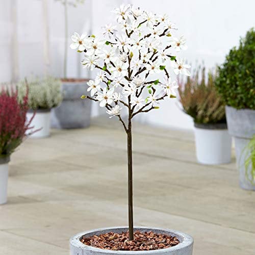 Magnolia étoilé Magnolia Stellata | Arbuste ornemental en pot pour petits jardins | 60-90 cm