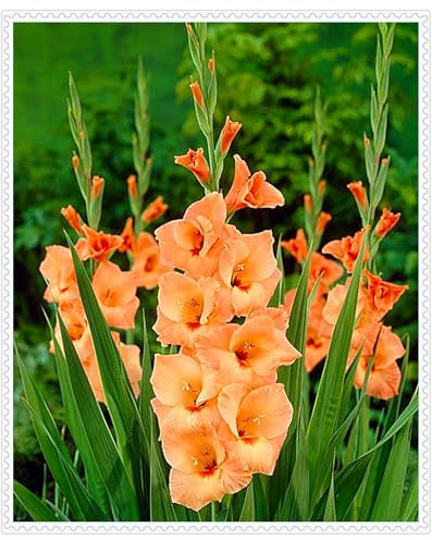 Bulbi Di Gladioli,Bulbi,Belli,Gladioli,Piantati In Tutte Le Stagioni, Fiori Recisi,Orchidee,Pianta Di Gladiolo-15bulbi-D