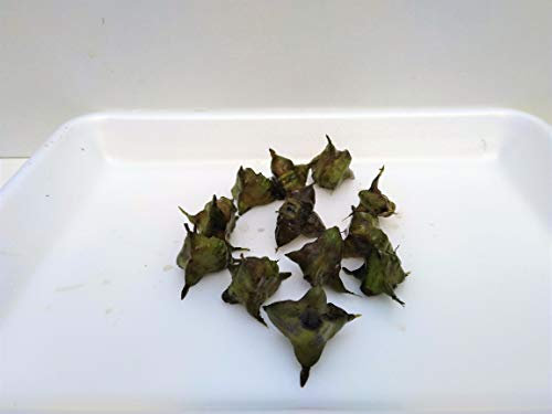 10 Stück winterhart Nuss Wassernuss Trapa natans Schwimm und Teichpflanzen