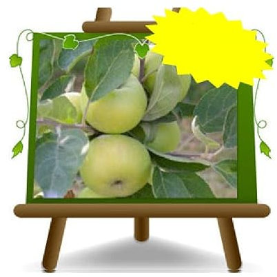 EURO PLANTS VIVAI Apfelbaum Majolina Uralte Frucht Obstbäume Höhe: 150~170 cm Alter: 2 Jahre Vase: Durchmesser 20 cm