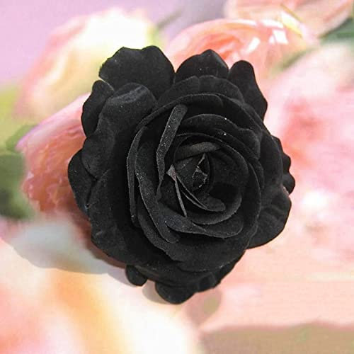 Haloppe 20 Stück Rose Blumen Pflanzen Samen für Hausgarten Pflanzen, Rose Samen Seltene Blume Schwarze Pflanzen Garten Samen für Büro Schwarz