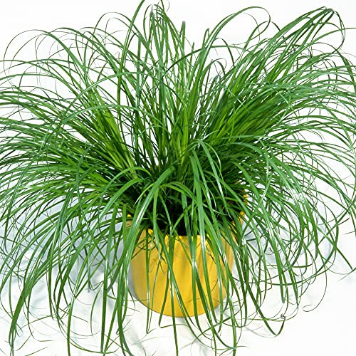 Cypérus Zumula - Herbe à chat | En pot, soutien digestif adapté aux chats | 20-30 cm