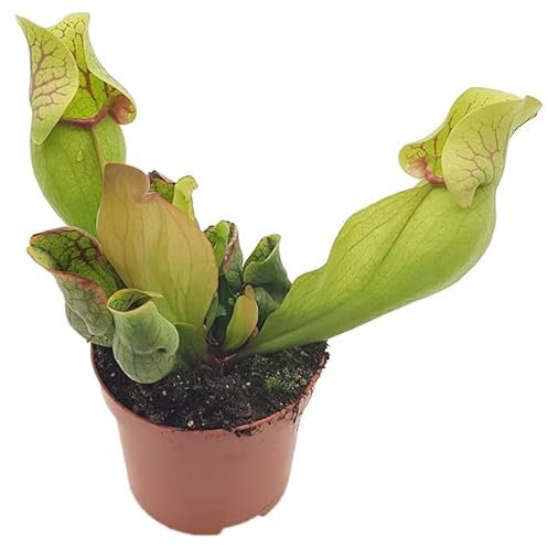 Fangblatt - Sarracenia Purpurea ssp. Venosa Clementine Ø 9 cm - beeindruckende Schlauchpflanze - winterharte fleischfressende Pflanze