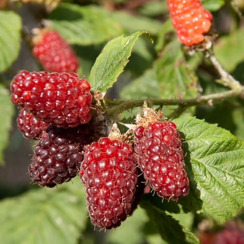 YouGarden Pair of Tayberry Plants in 1.7 Litre Pots, Hybrid Fruit Bushes