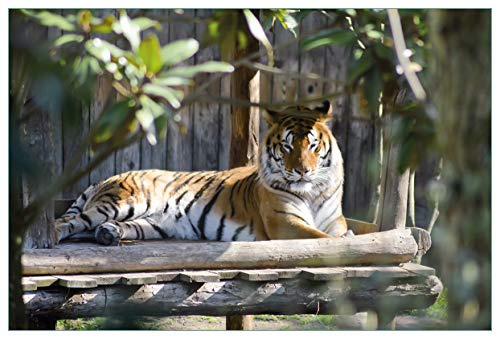 Wallario Küchenrückwand selbstklebend 90 x 60 cm, Motiv: Tiger im Sonnenschein | Spritzschutz abwischbar & pflegeleicht