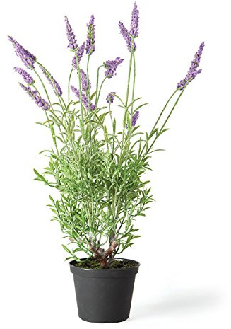 Napa Home & Garden French Lavender 18 Drop-in