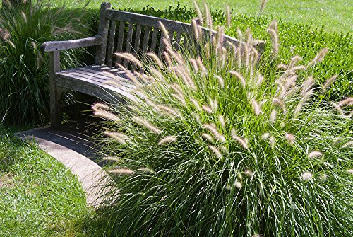 3 x Pennisetum alopecuroides ‚Gelbstiel' 1 Liter (Ziergras/Gräser/Stauden/Winterhart) Lampenputzergras