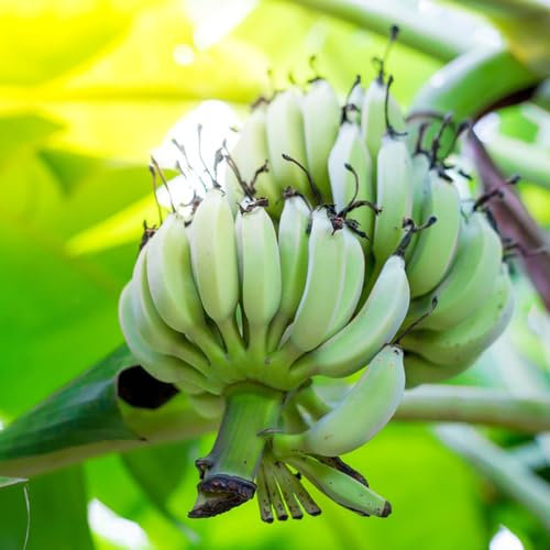250 pcs bananenbaum pflanze samen bonsai tree indoor garten geschenk pflanzendeko bananensamen bananen samen,Musa sikkimensis, spalierobst balkonpflanzen winterhart frisches obst winterharte