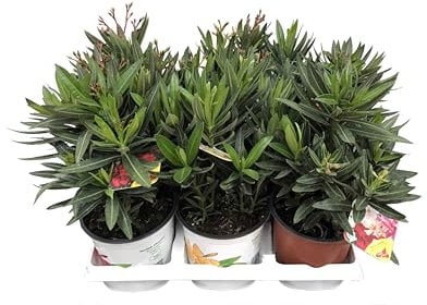 Nerium Oleander, 3 Piante oleandro colori misti rosa, bianco,rosso, piante a cespuglio, Piante da siepe,Piante da esterno diametro vaso colorato diametro15 cm