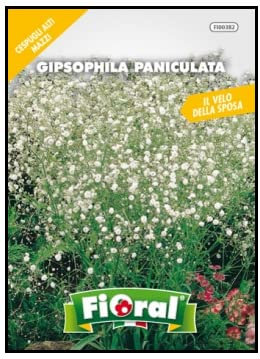 Sementi da fiore di qualità in bustina per uso amatoriale (GIPSOPHILA PANICULATA)