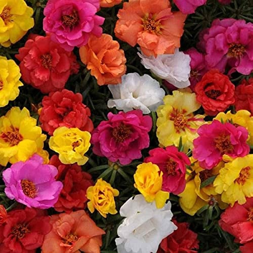Annual Portulaca Grandiflora Mix Flower 1000 Moss Rose Seeds.