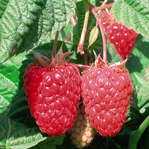 Raspberry Canes Ready to Plant UK 'Cascade Delight' Summer Fruiting Rubus idaeus Hardy Shrub Easy to Grow Your Own Garden Fruit, Supplied as 3X Canes by Thompson and Morgan (3)