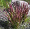 Imperata cylindrica Red Baron - Japanisches Blutgras Red Baron