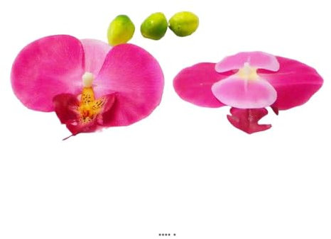 Artif-déco.com - Têtes fleurons Orchidée Phalaenopsis factices x9 3 boutons Rose fushia - couleur: Rose fushia 730